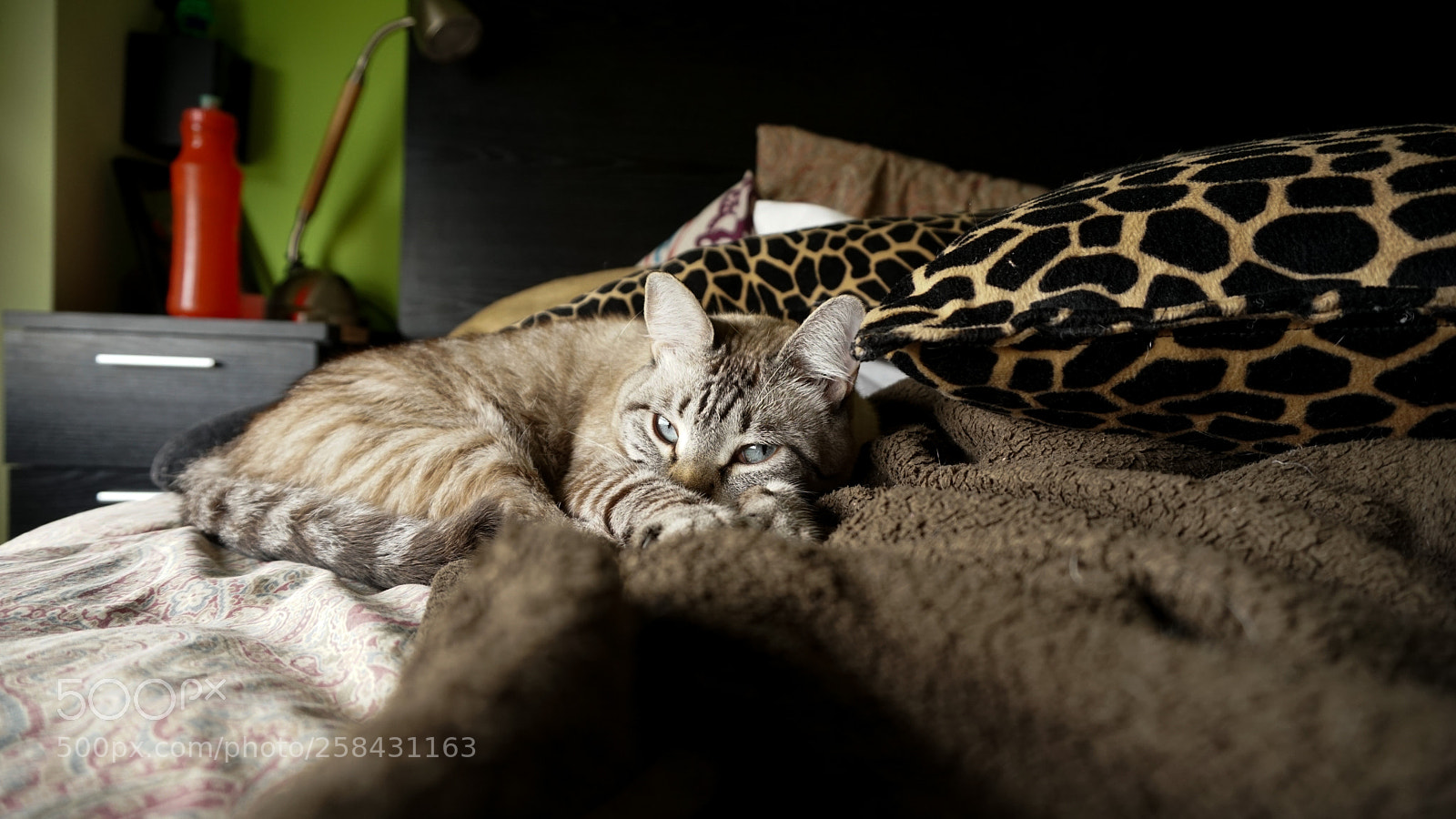 Sony a6300 sample photo. Barton photography