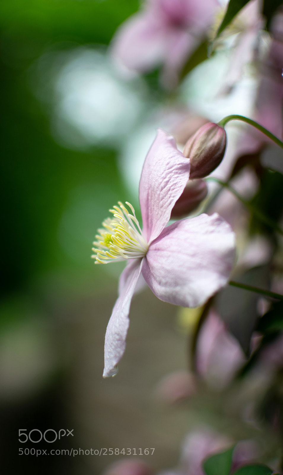 Nikon D3300 sample photo. Springtime... photography