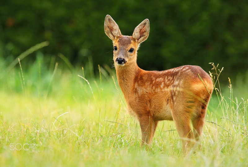 Canon EOS 80D + Canon EF 100-400mm F4.5-5.6L IS USM sample photo. Adorable roe deer fawn photography