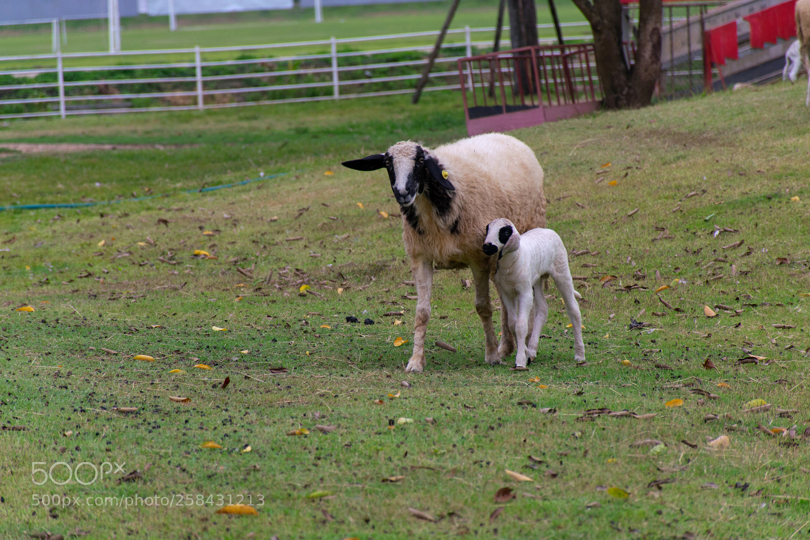 Nikon D5300 sample photo. Mom and baby. photography