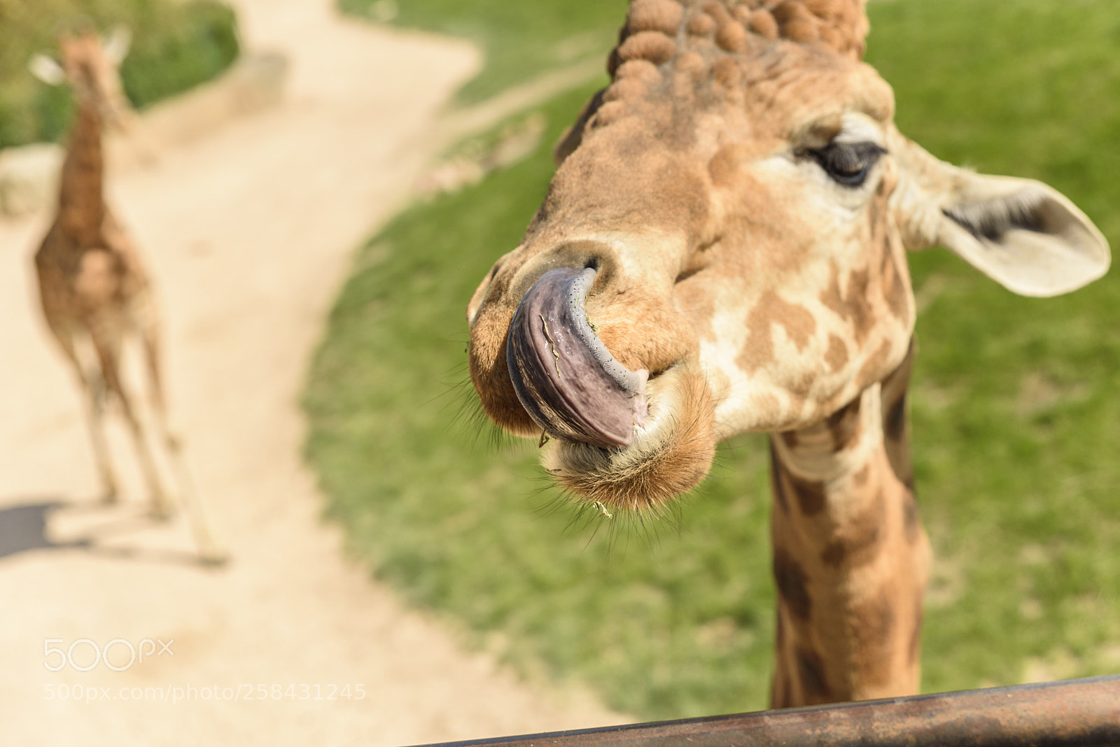 Nikon D750 sample photo. The giraffe photography