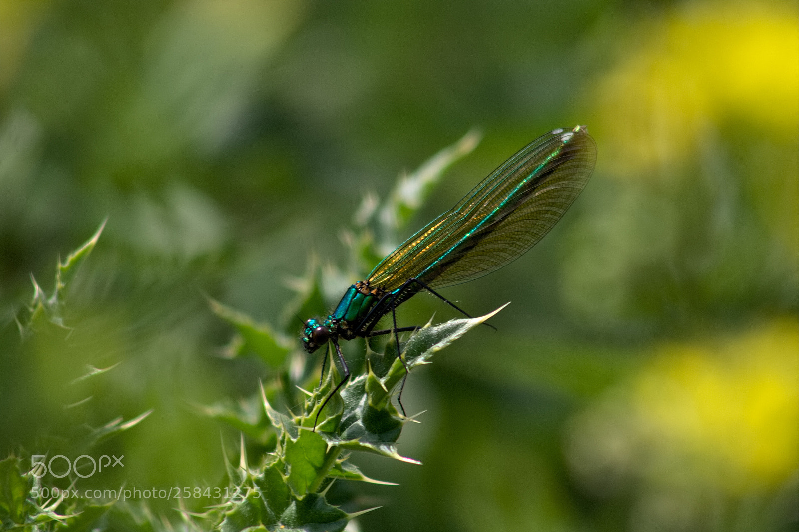 Canon EOS 350D (EOS Digital Rebel XT / EOS Kiss Digital N) sample photo. Damsel fly photography