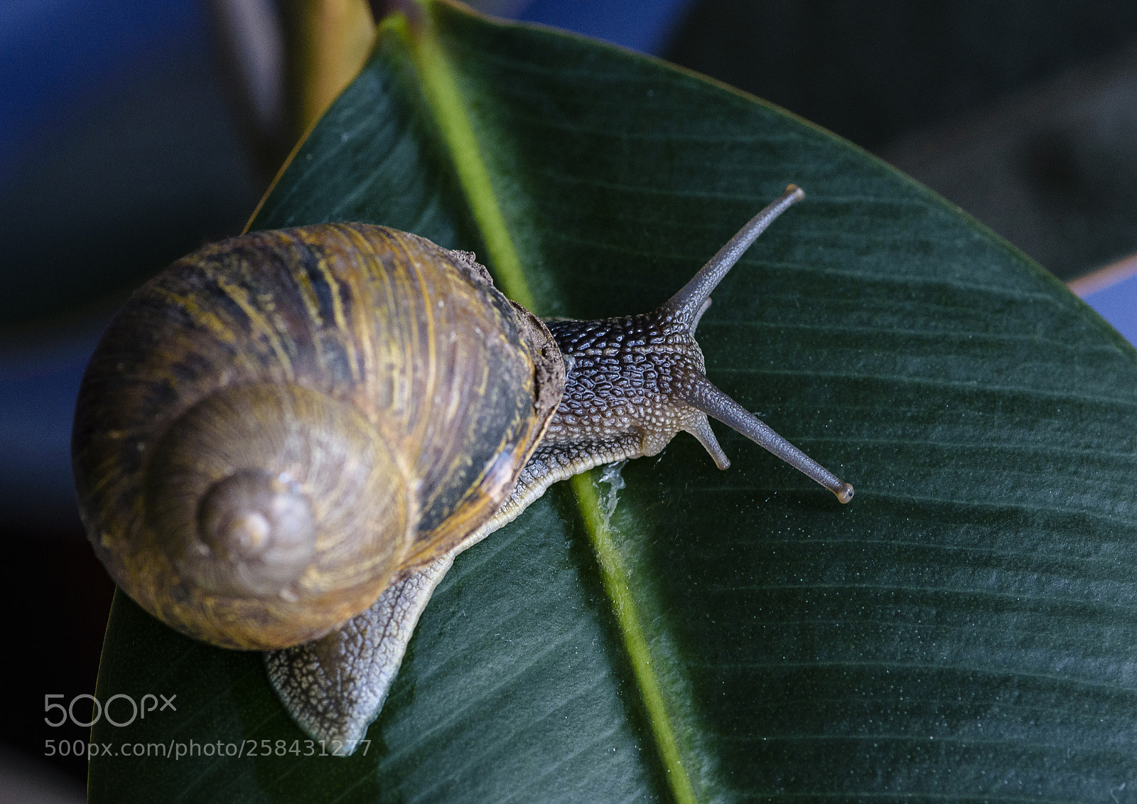 Nikon D7200 sample photo. Snail photography