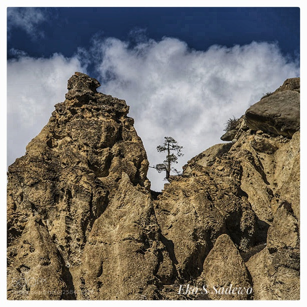 Nikon D850 sample photo. Tree on the rock photography