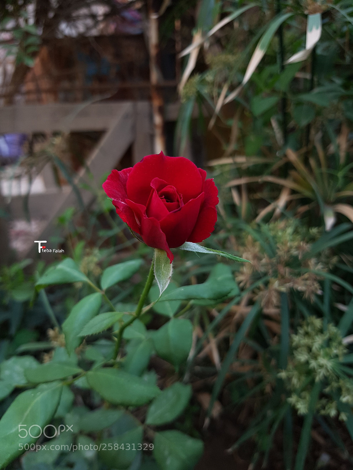 Samsung Galaxy S7 Edge sample photo. Untitled photography