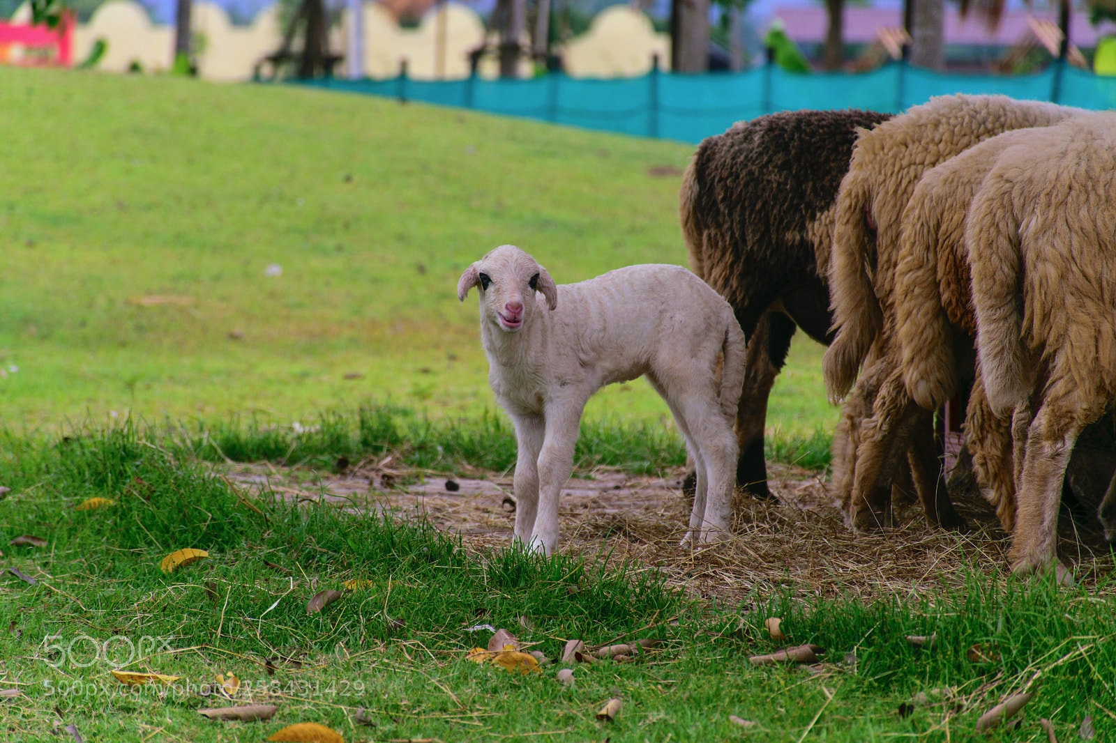 Nikon D5300 sample photo. Cute little lamb. photography