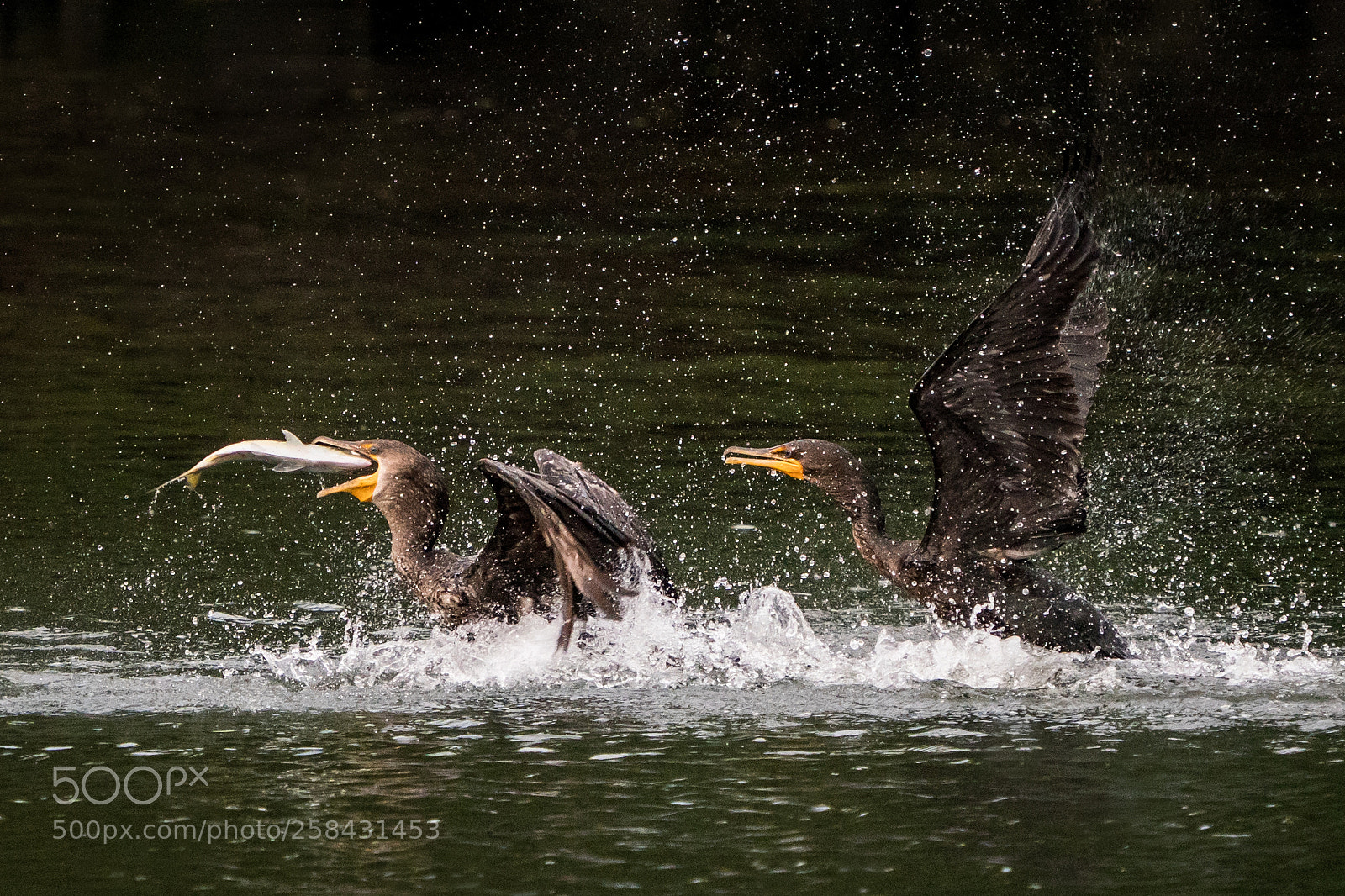 Sony a9 sample photo. Cormorant squabble photography