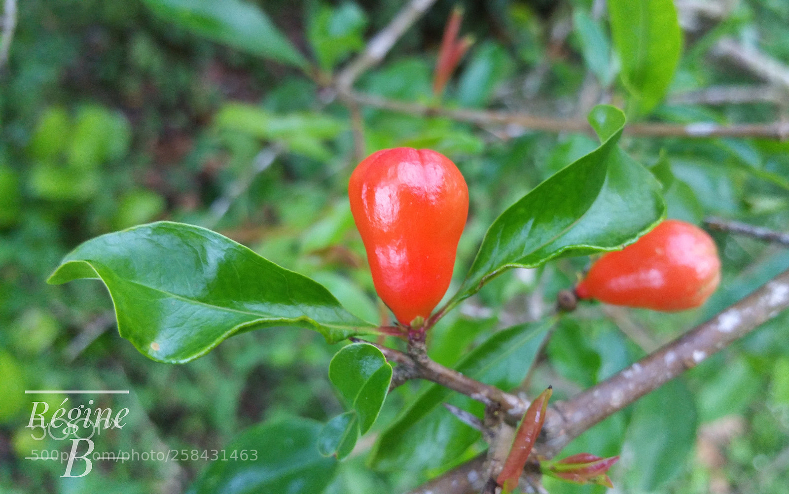 Samsung Galaxy Note4 sample photo. Little pomegranate bud photography