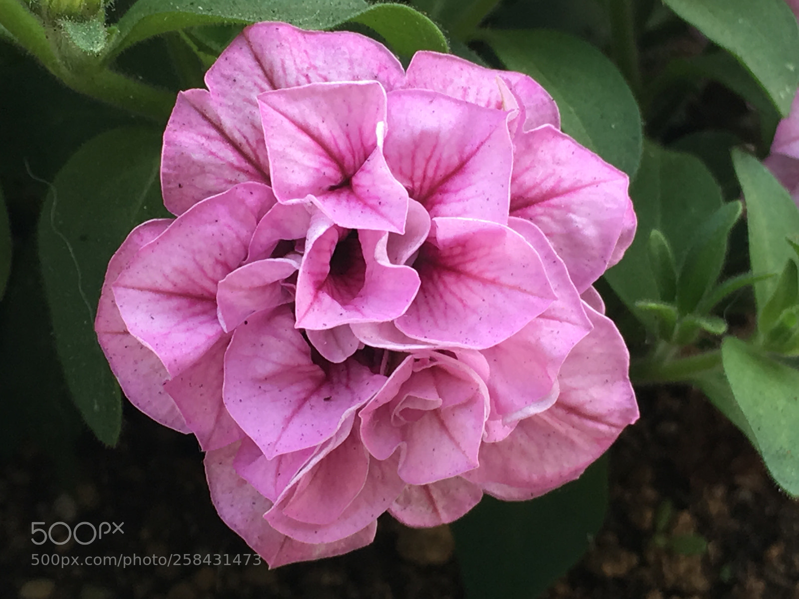 Apple iPhone 6s Plus sample photo. Spring2018 flowers photography