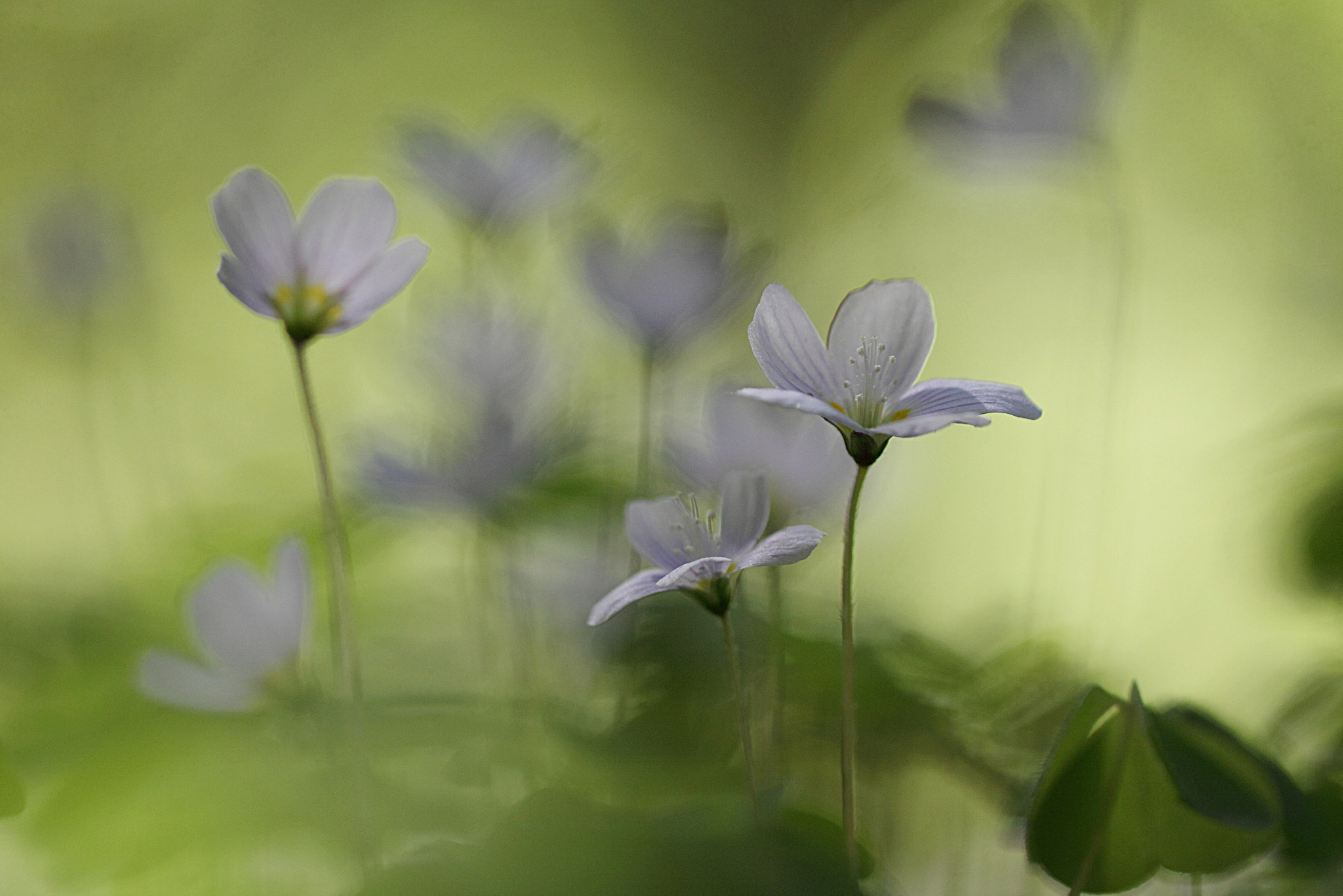 Canon EF 100mm F2.8L Macro IS USM sample photo. Wood sorrel season photography