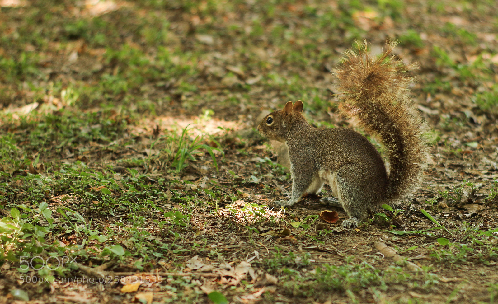 Canon EOS 1300D (EOS Rebel T6 / EOS Kiss X80) sample photo. A photo by nut photography