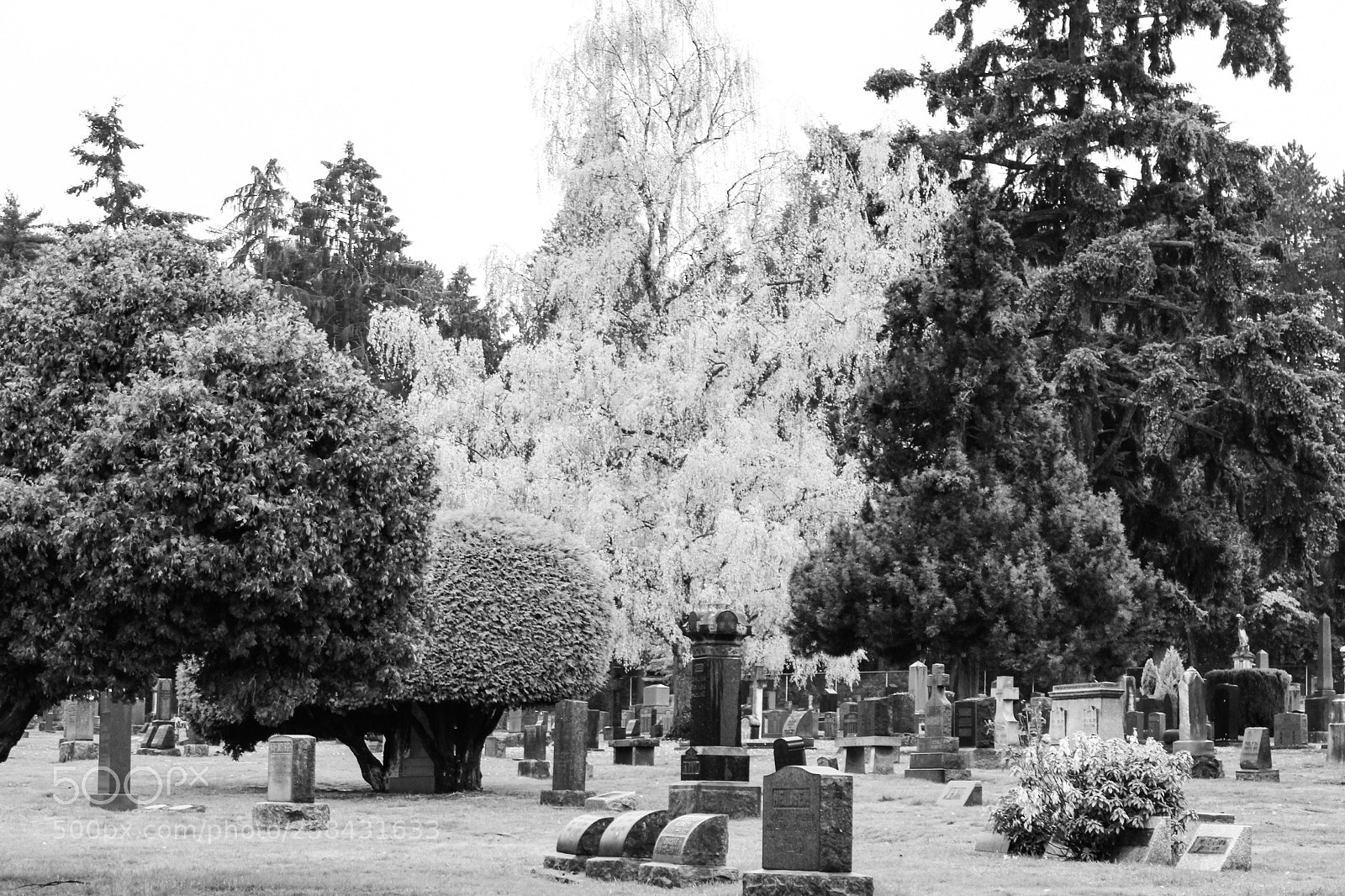 Canon EOS 700D (EOS Rebel T5i / EOS Kiss X7i) sample photo. Seattle photography