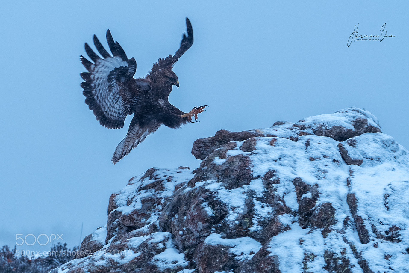 Nikon D500 sample photo. Common buzzard photography