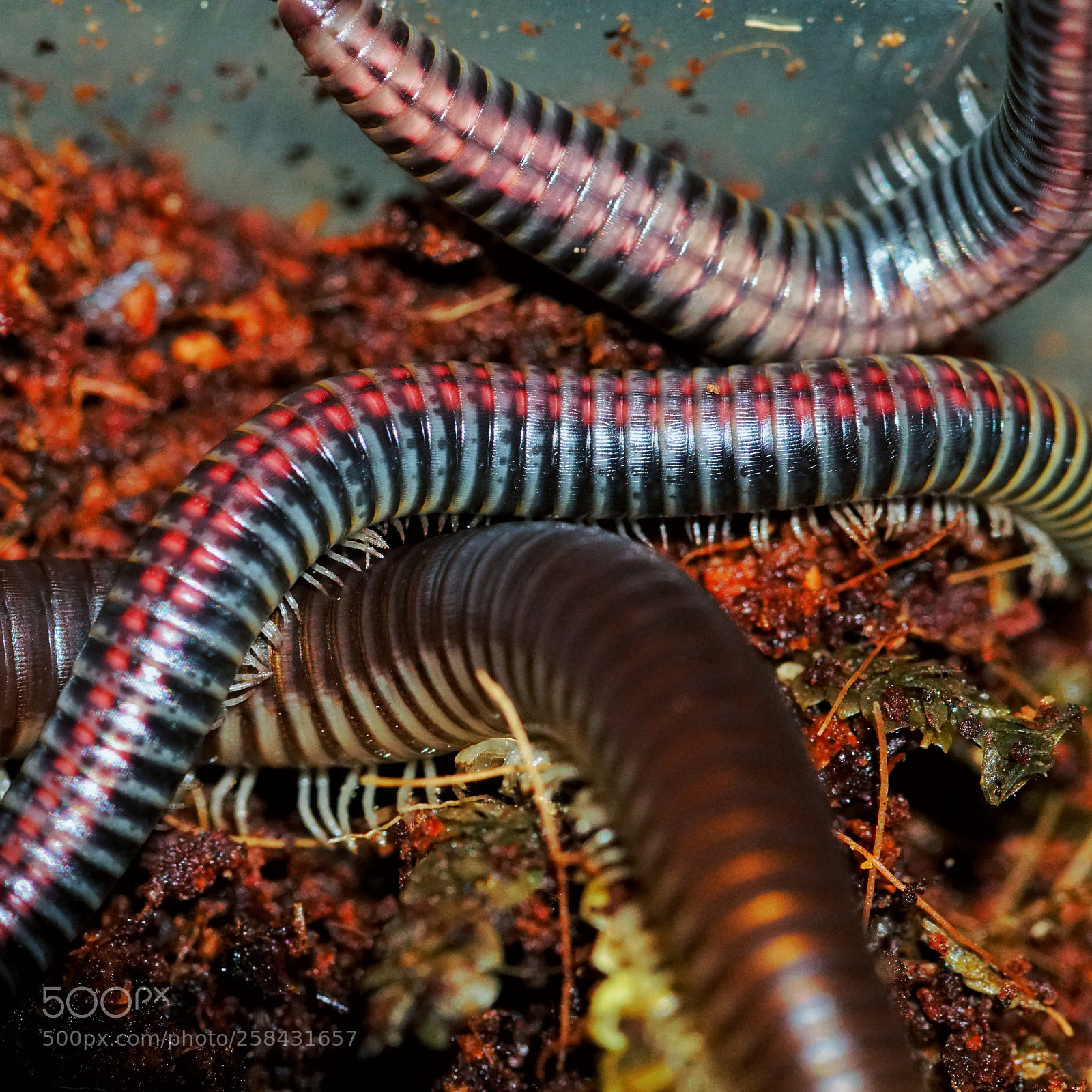 Sony a6300 sample photo. Millipeden photography