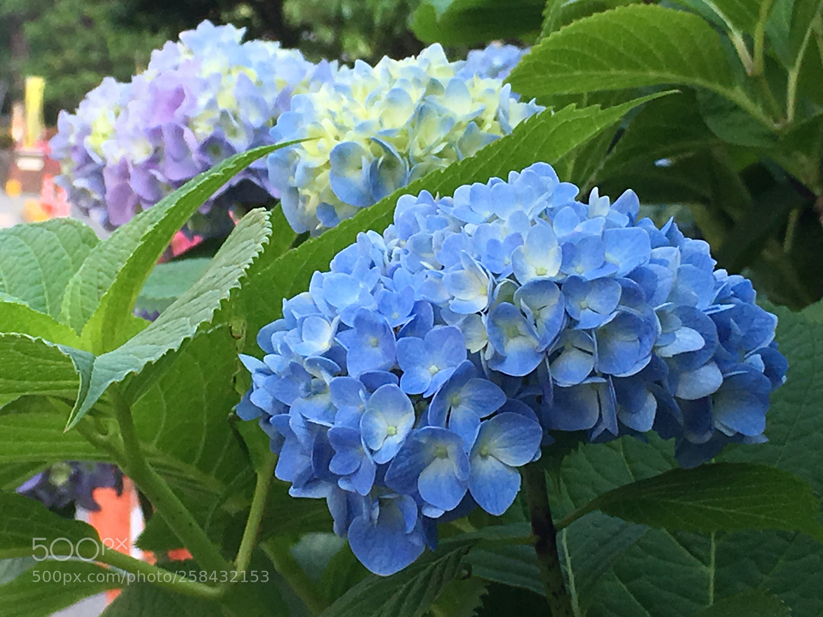 Apple iPhone 6s Plus sample photo. Spring2018 flowers photography