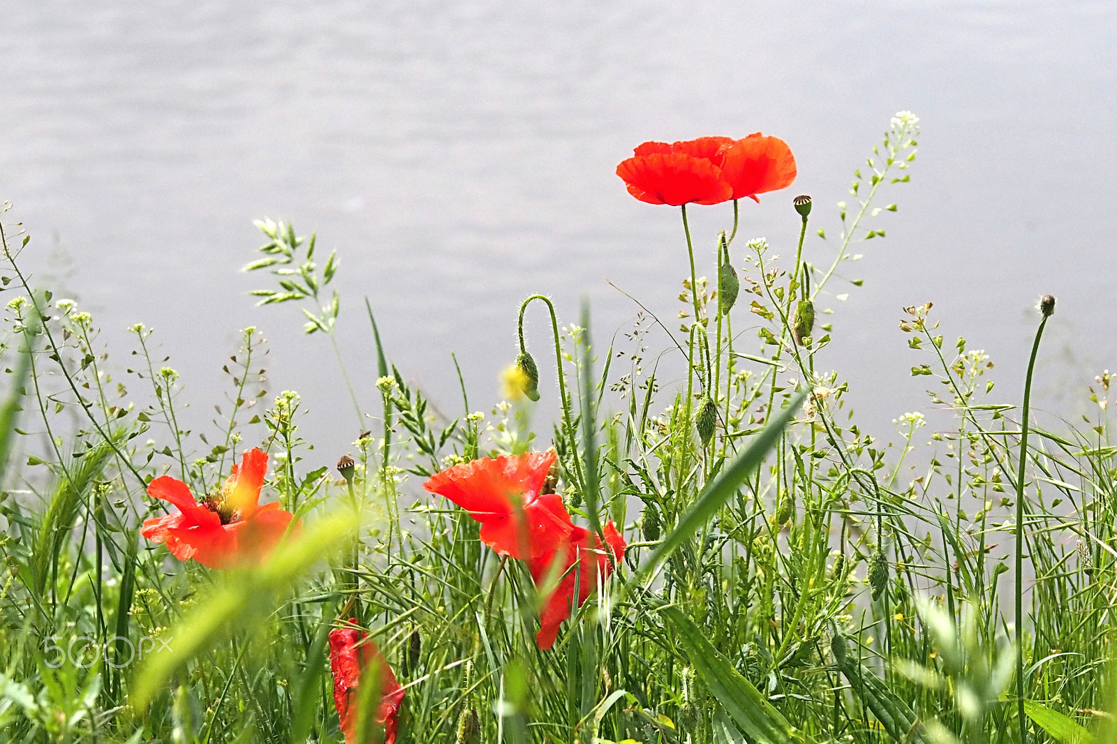 Olympus PEN E-PL6 sample photo. Spring meadow. photography