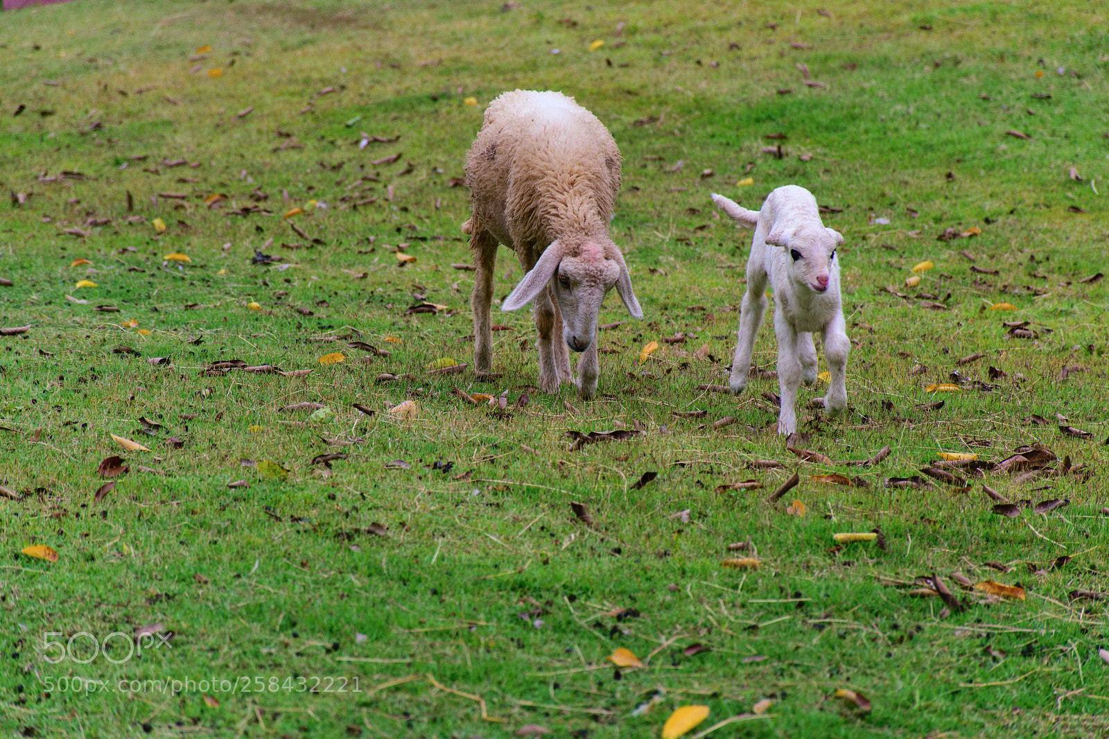 Nikon D5300 sample photo. Run and run. photography