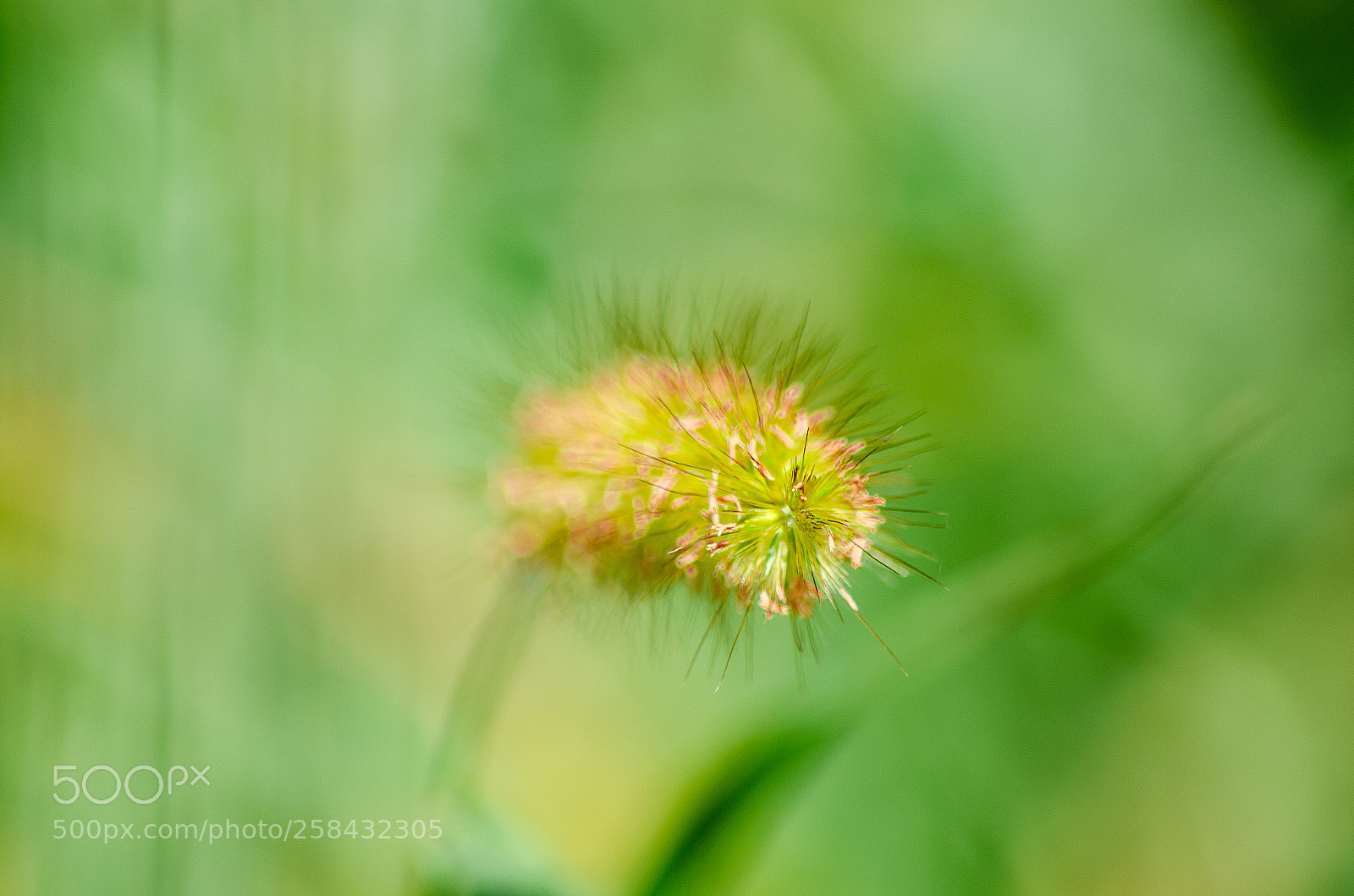 Nikon D7000 sample photo. Grass blooming photography