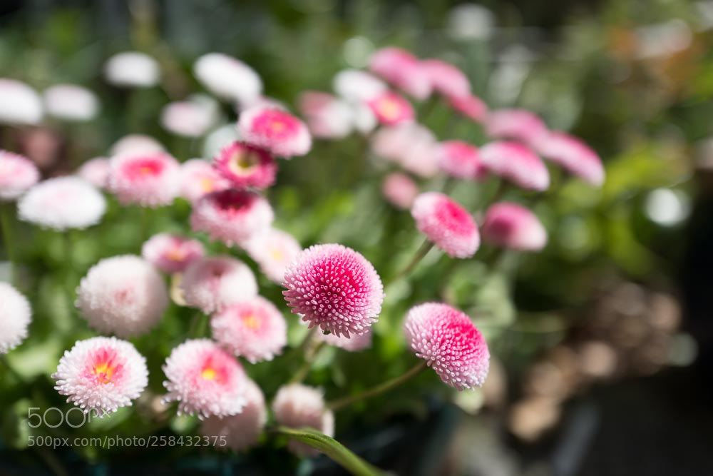 Leica Q (Typ 116) sample photo. Pink n bokeh photography
