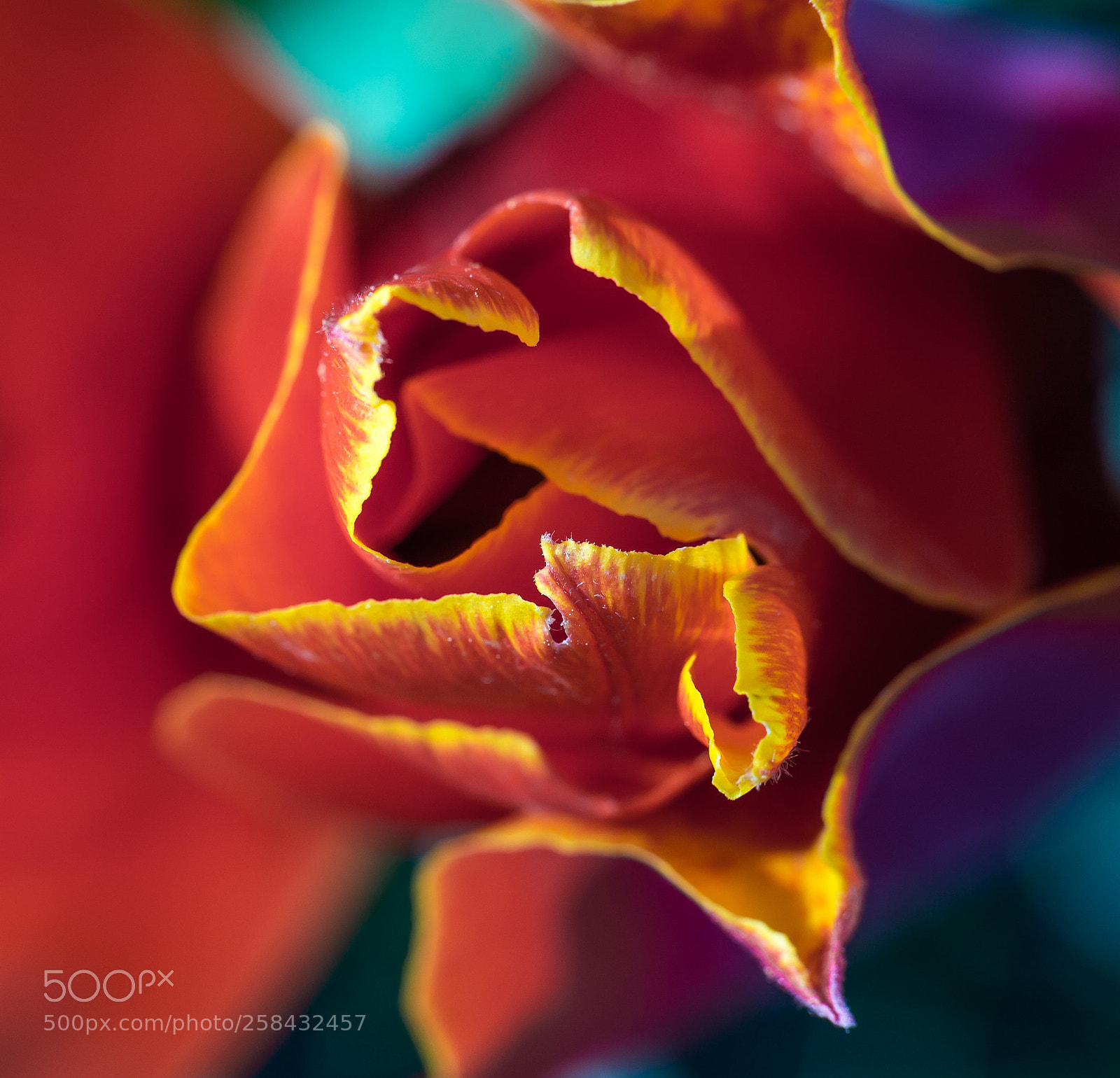 Canon EOS 6D sample photo. Red tulip close-up, top photography