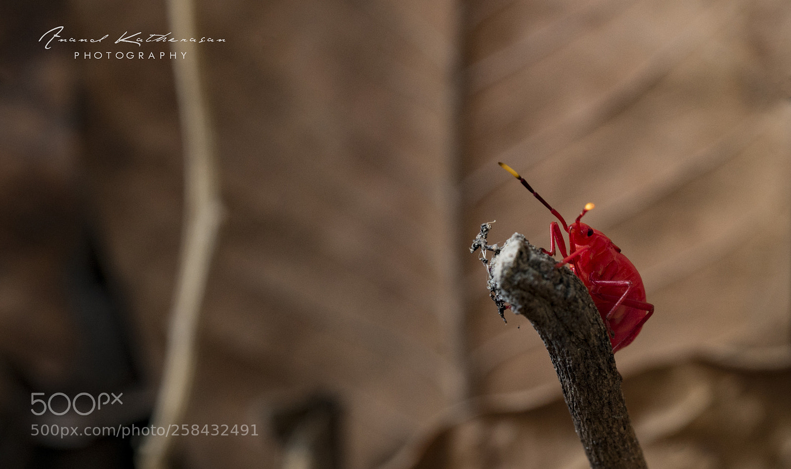 Sony a7R II sample photo. Red cotton bug photography