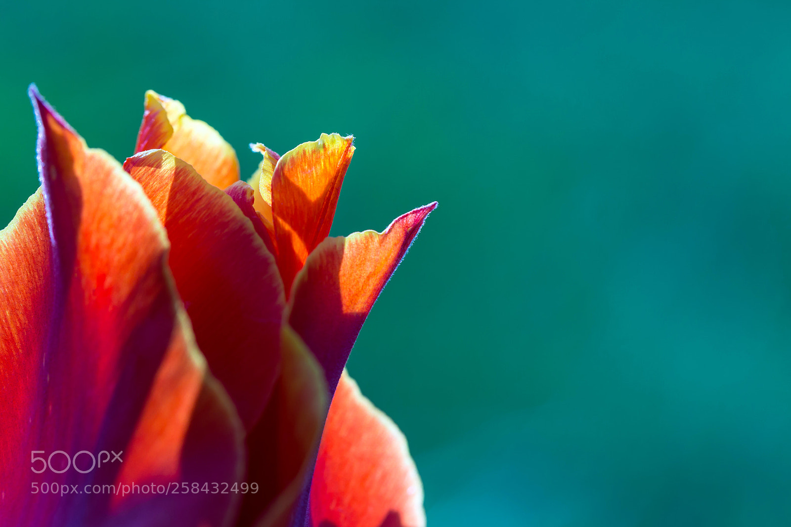 Canon EOS 6D sample photo. Red tulip close-up on photography