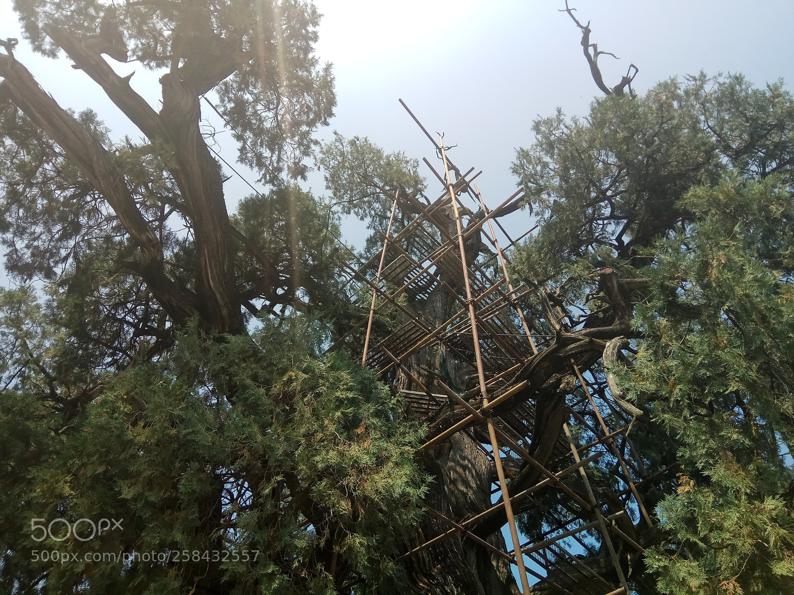 Xiaomi Redmi Note 4 sample photo. “natural growth ” photography