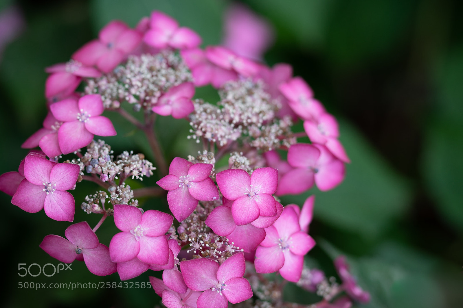Sony a7 II sample photo. Hydrangea photography