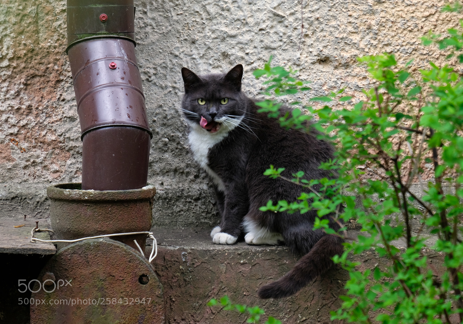 Fujifilm X-T20 sample photo. Cat after breakfast photography