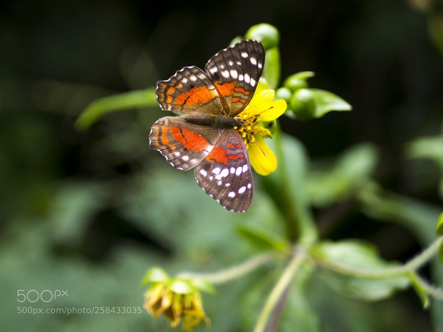 Olympus OM-D E-M10 III sample photo. Butterfly photography