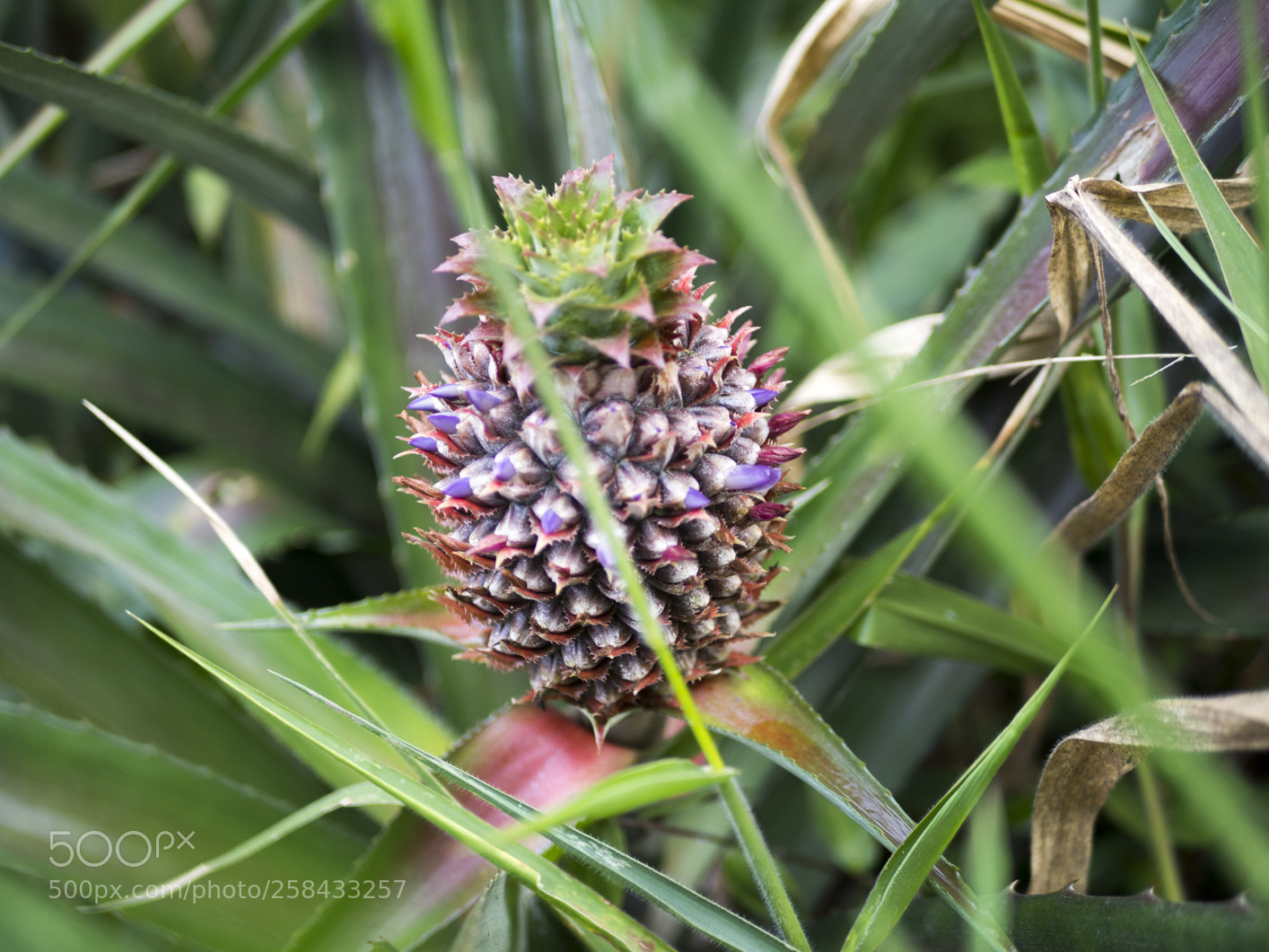 Olympus OM-D E-M10 III sample photo. Pineapple photography