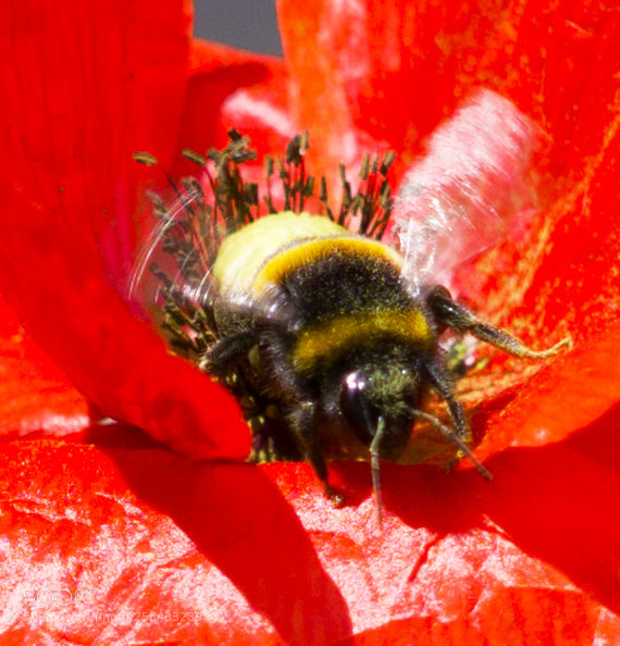 Sony a6000 sample photo. Klatschmohn an hummel, klatschmohn photography