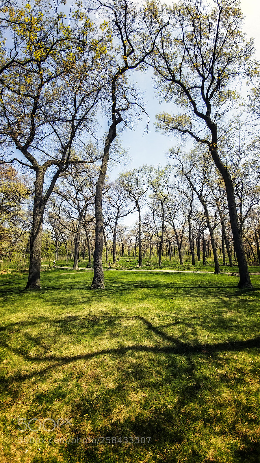 LG G5 sample photo. High park photography
