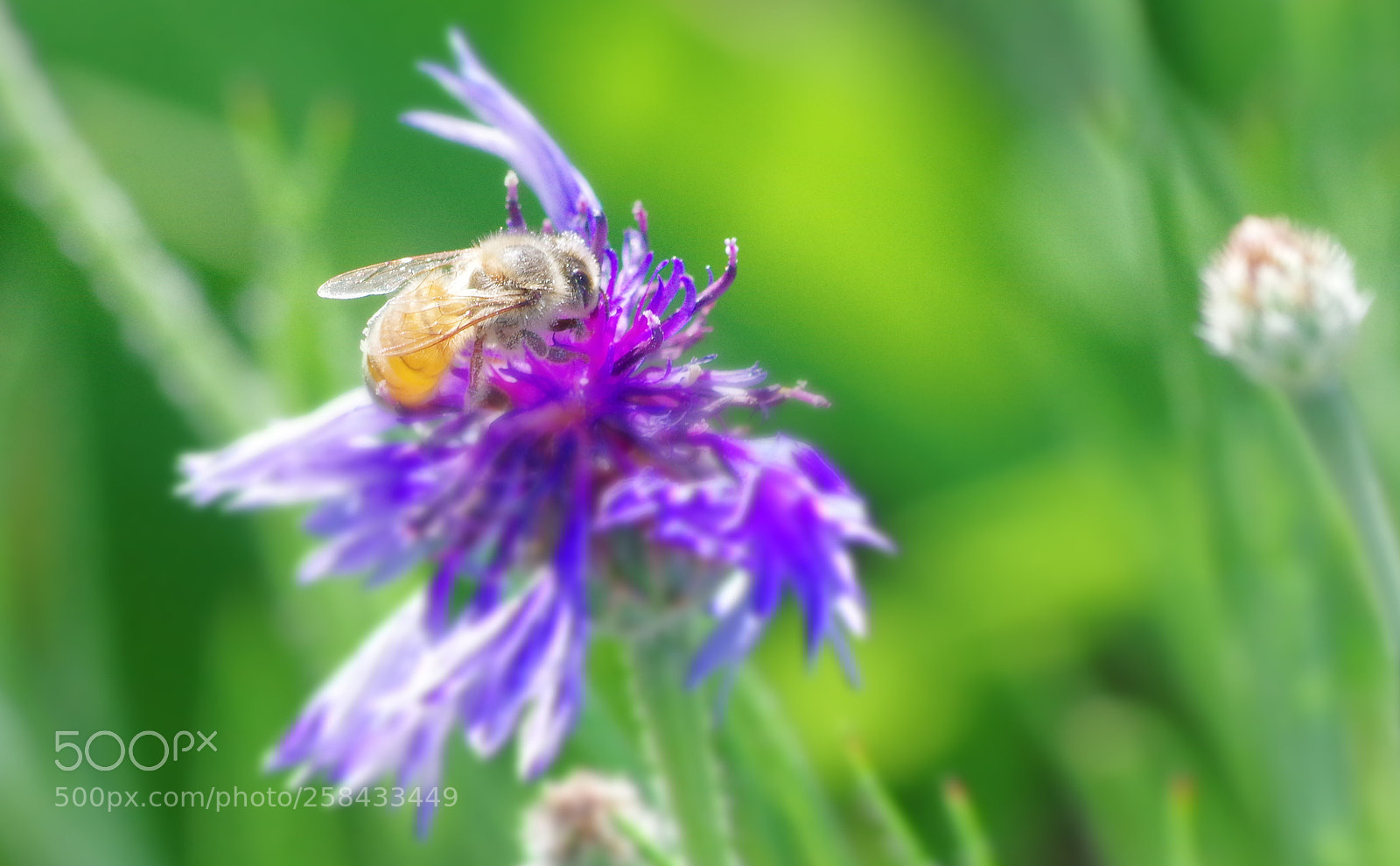 Pentax K-3 II sample photo. Mindlessly  photography