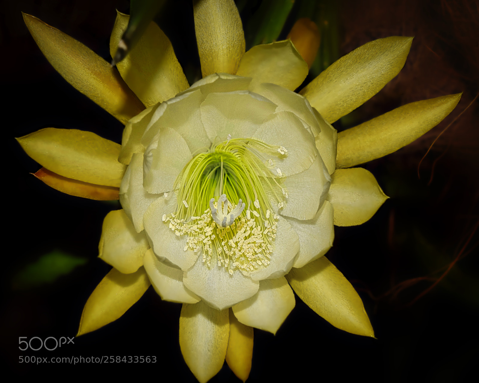Nikon D3300 sample photo. Kings ransom night blooming photography