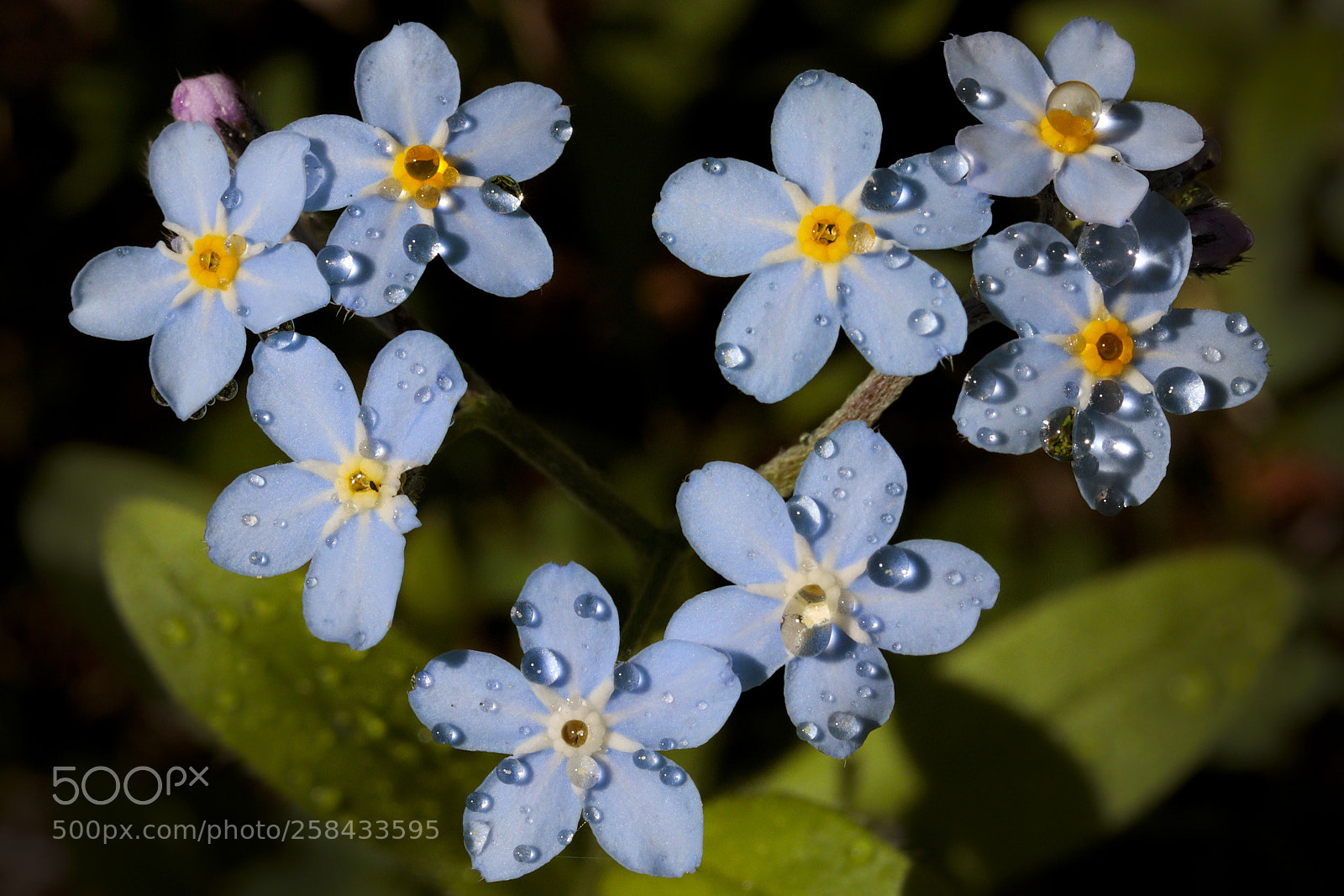 Canon EOS M50 (EOS Kiss M) sample photo. Woodland forget me not photography