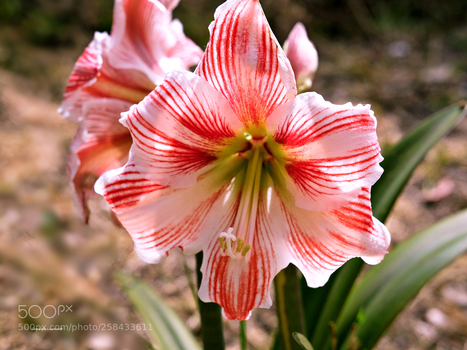 Fujifilm X-T20 sample photo. Spring photography