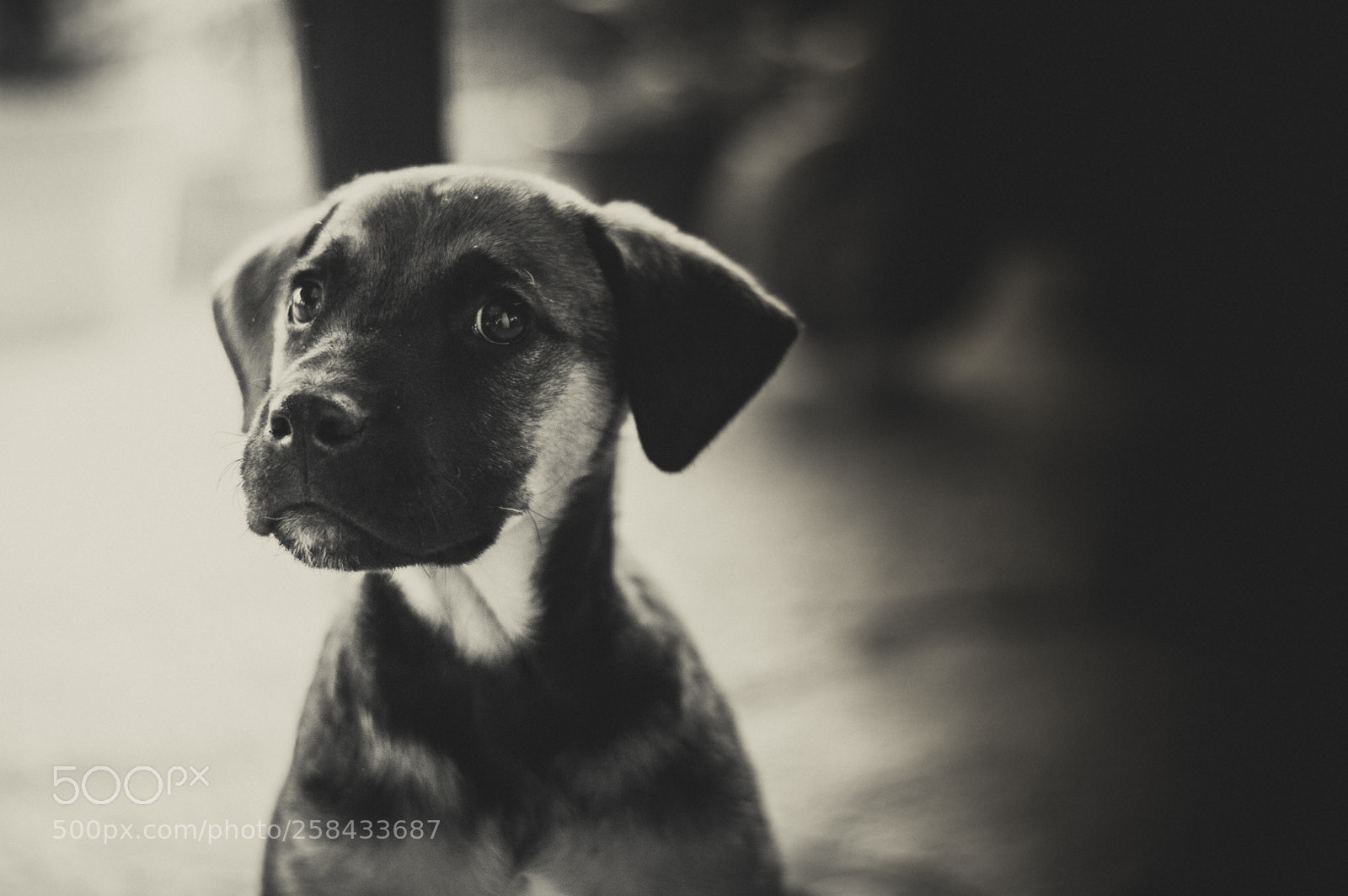 Nikon D3200 sample photo. Coco 3 photography