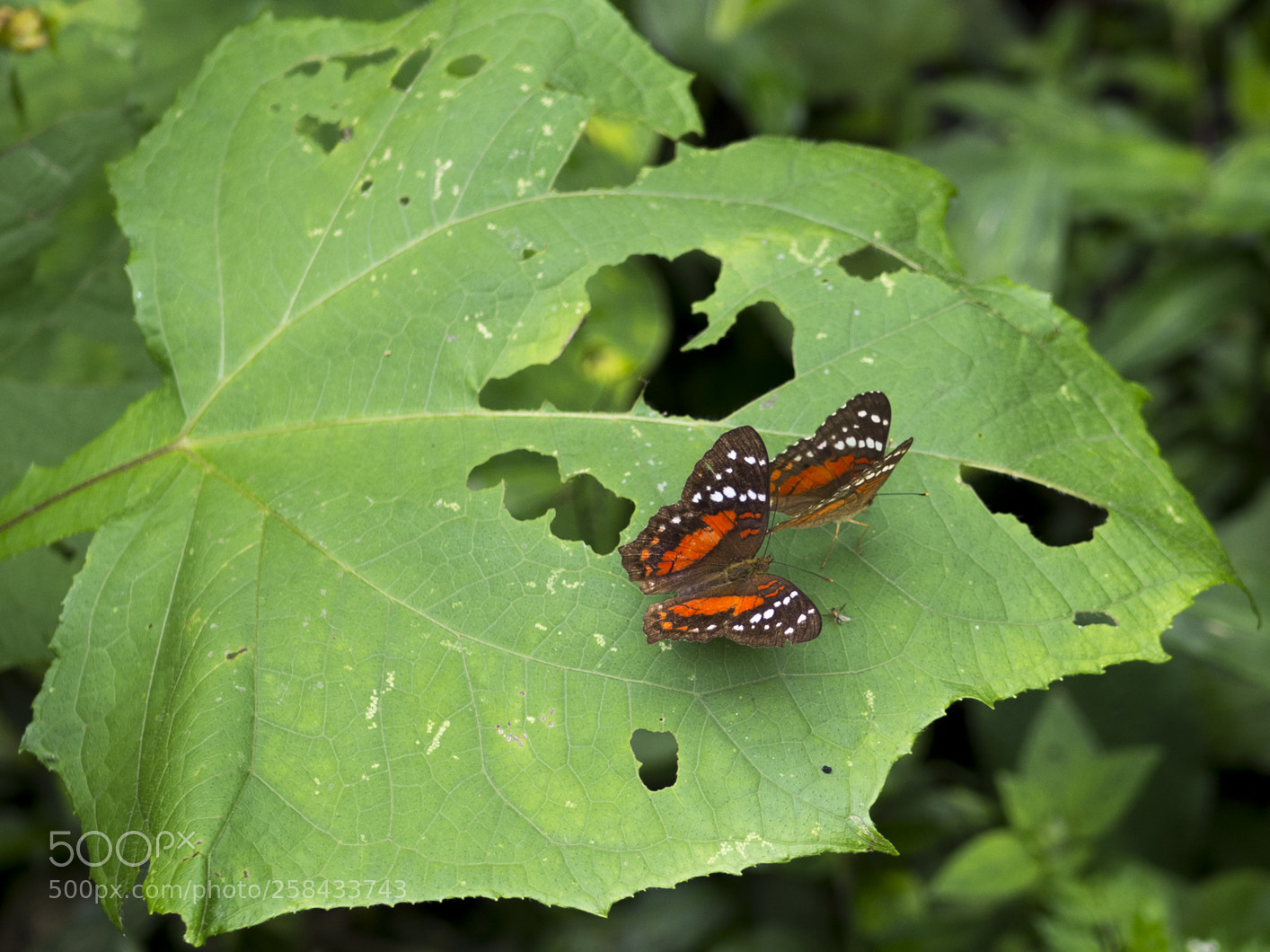 Olympus OM-D E-M10 III sample photo. Butterflies photography