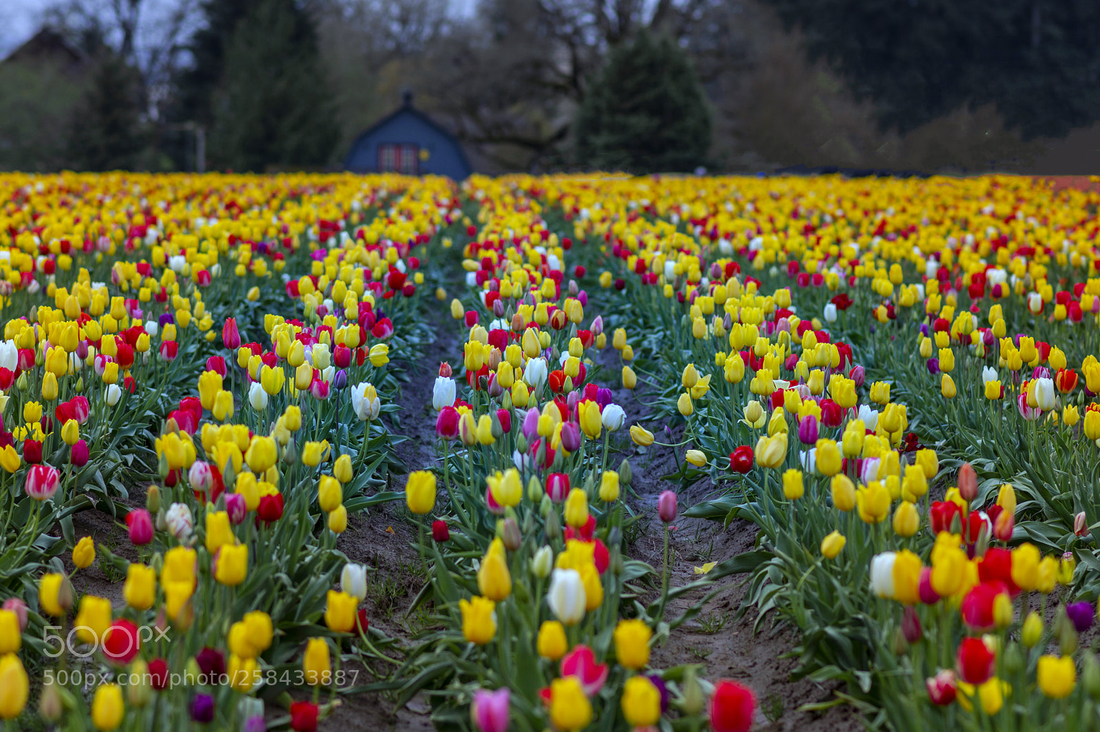 Nikon D3200 sample photo. Tulipfestival,oregon photography