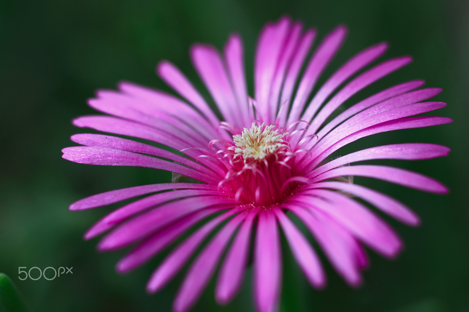 Canon EOS 7D + Canon EF 50mm F1.8 II sample photo. Unknown flower photography