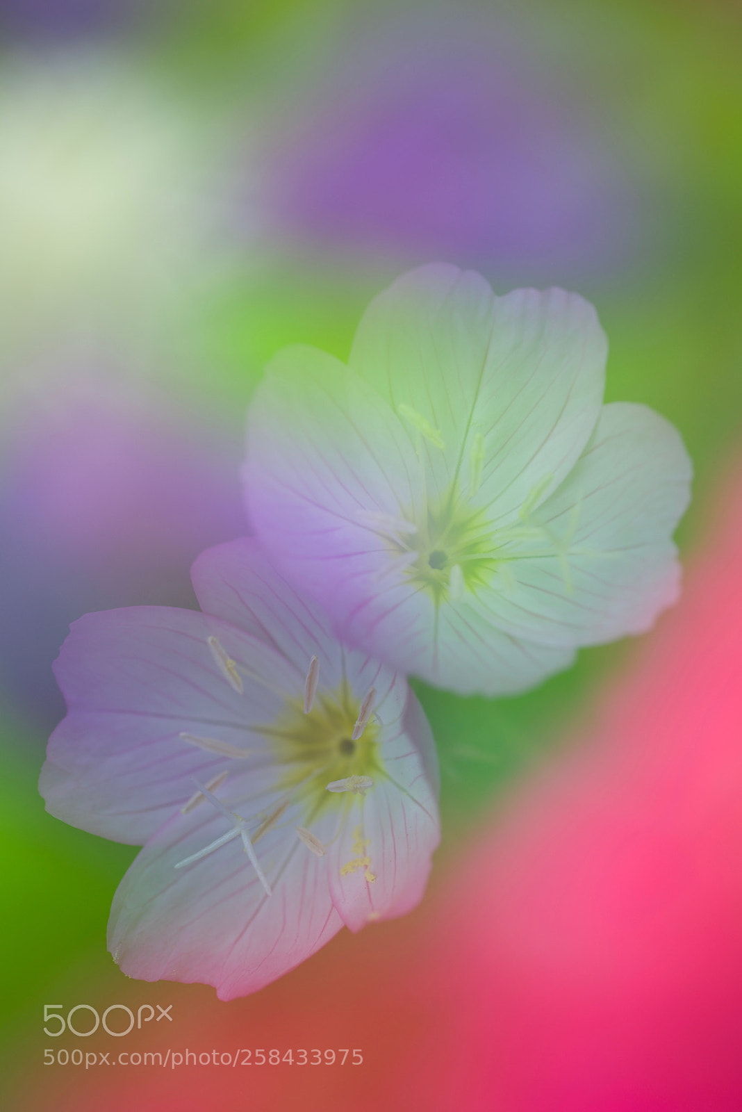Nikon D610 sample photo. Oenothera specios photography