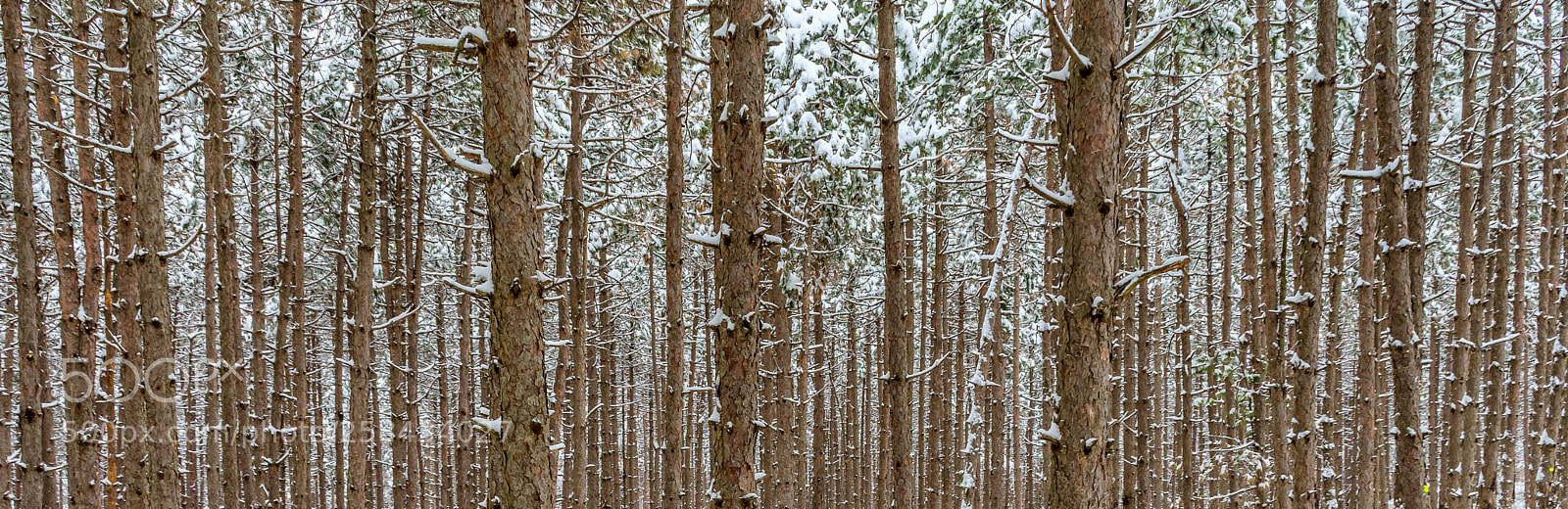 Nikon D7200 sample photo. Pine woods forest in photography