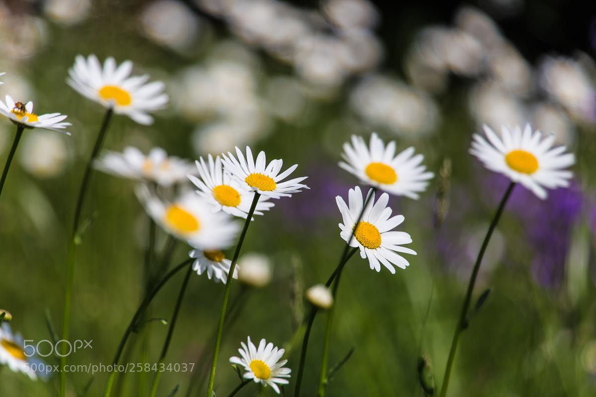 Canon EOS 6D sample photo. Daisy flowers photography