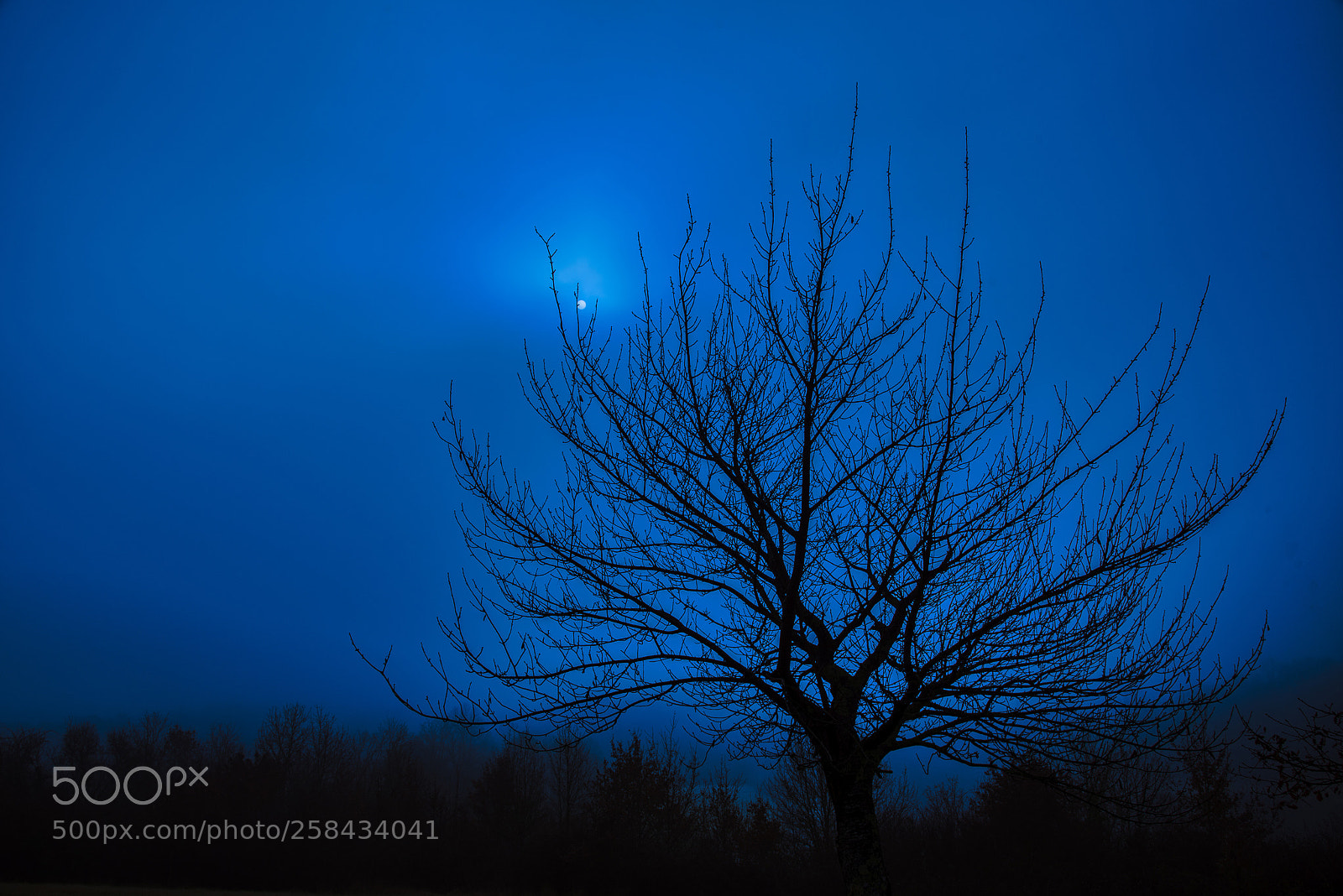Nikon D750 sample photo. Holding the moon photography