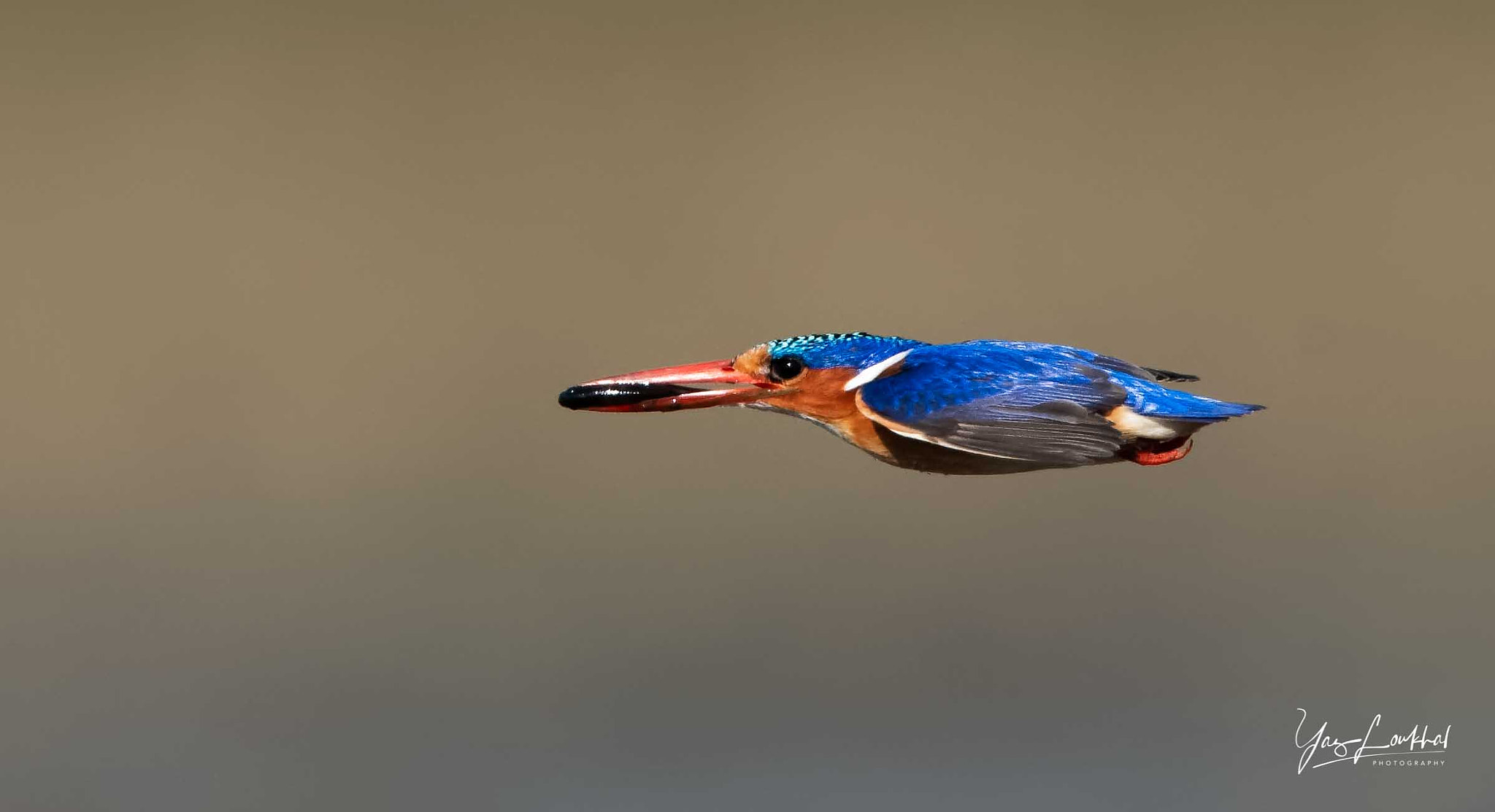 Nikon D810 + Nikon AF-S Nikkor 600mm F4G ED VR sample photo. Kingfisher malachite in full flight photography