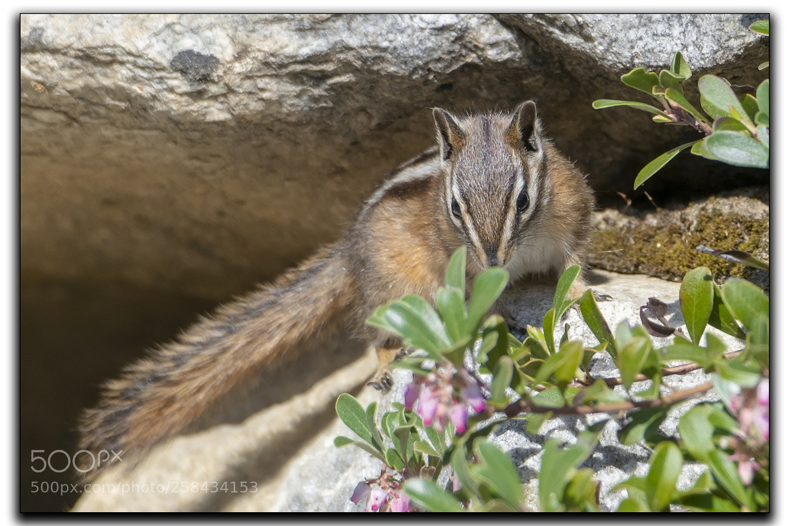 Nikon D850 sample photo. Yellow pine chipmunk photography