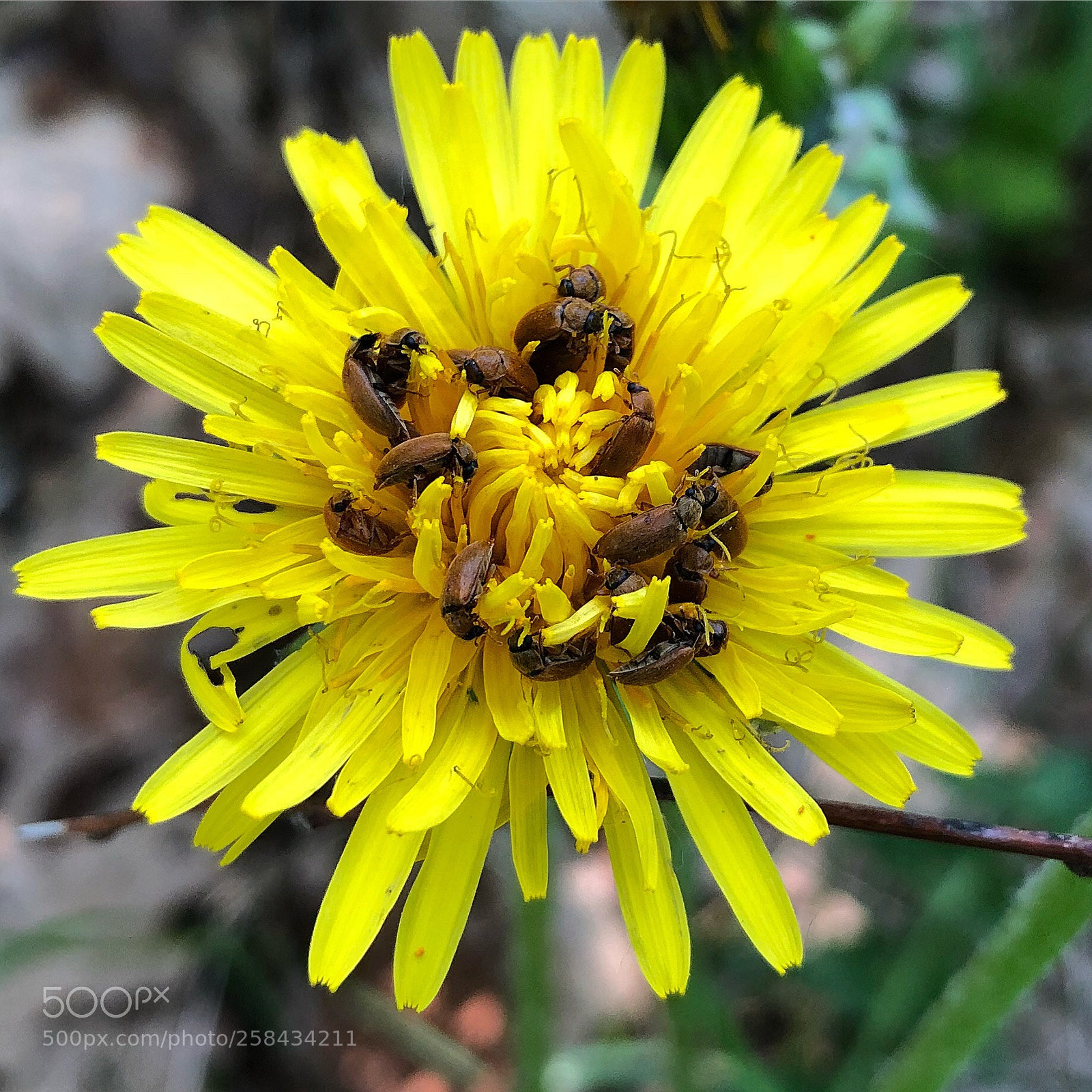 Apple iPhone 8 Plus sample photo. Dandelion with insects photography