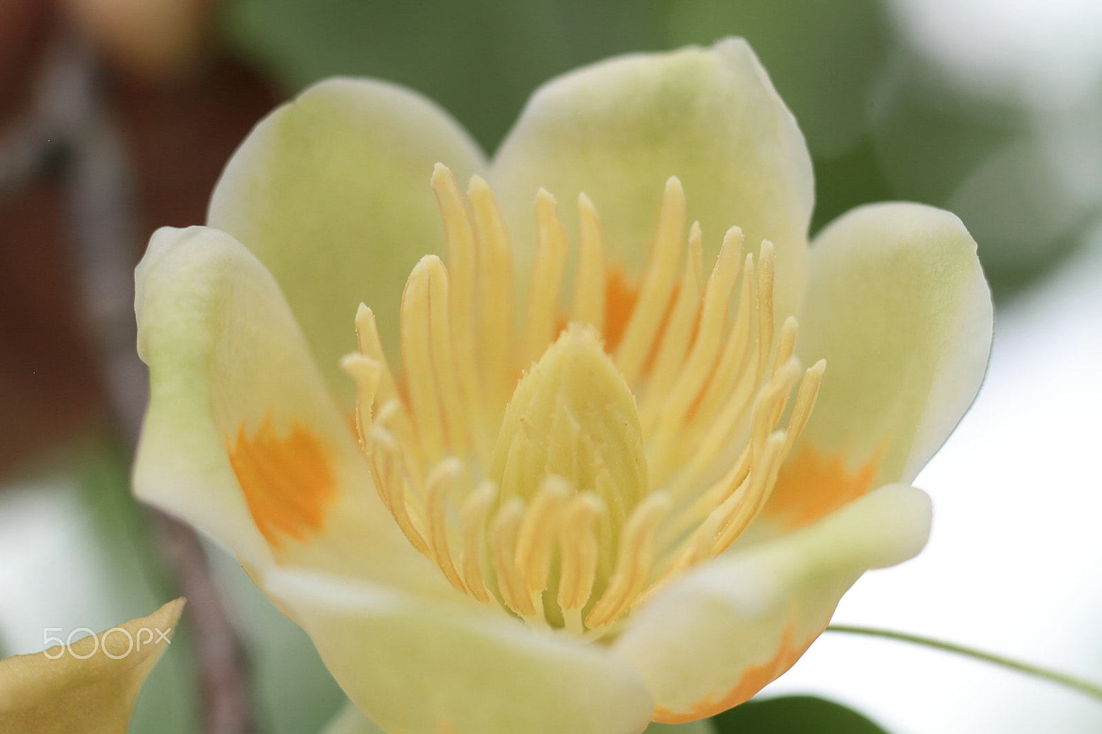 Canon EOS 7D + Canon EF 50mm F1.8 II sample photo. Unknown flower photography