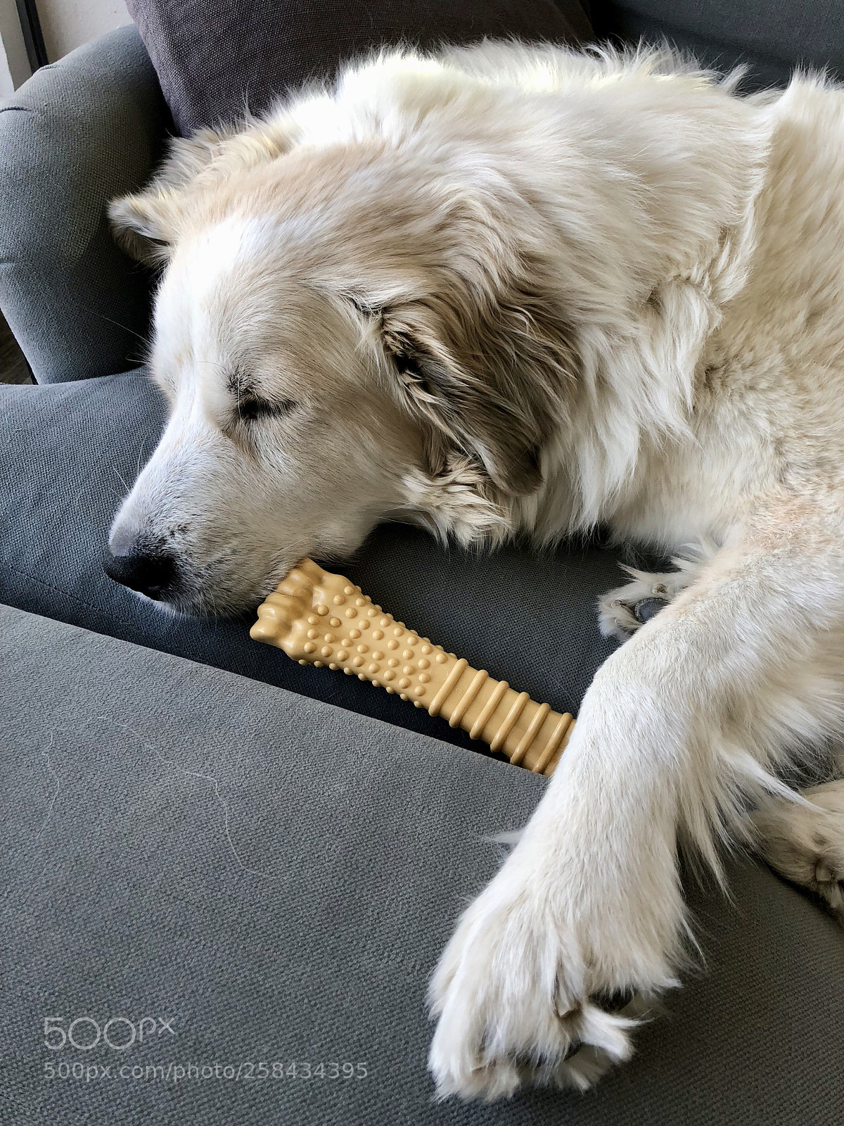 Apple iPhone 8 sample photo. Let sleeping dogs lie photography
